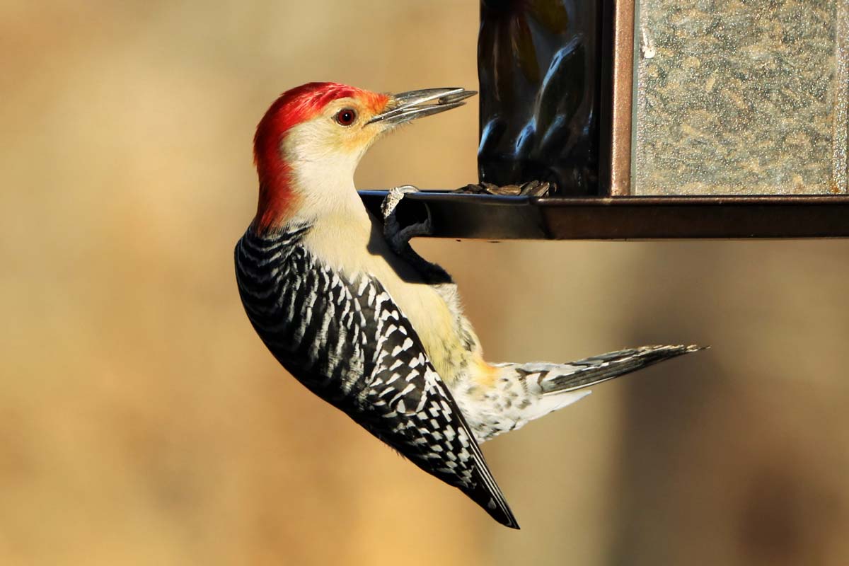 Male red-bellied woodpecker hanging on a bird feeder, with a sunflower seed in its beak. Sheila Brown / iStock / Getty Images Plus