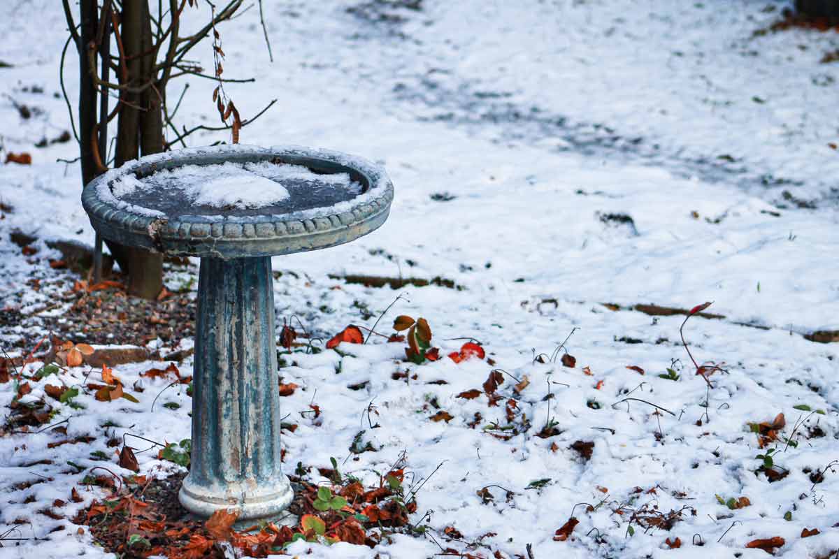 What&rsquo;s the Best Material for a Winter Birdbath? | Lyric Wild Bird Food