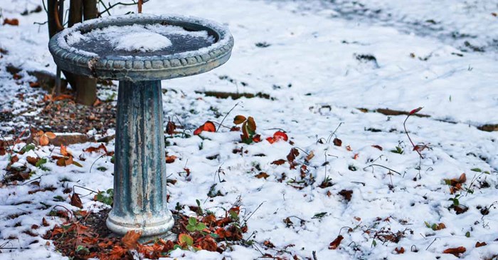 What’s the Best Material for a Winter Birdbath? | Lyric Wild Bird Food