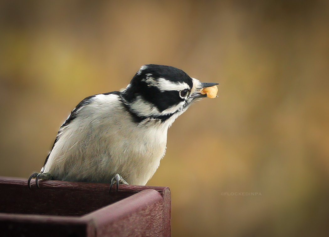 Downy Woodpecker perched on side of feeder with a peanut piece in its beak. @flockedinpa