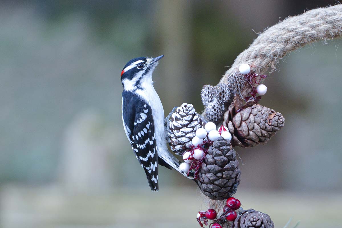 How to Attract Downy Woodpeckers to Your Feeder