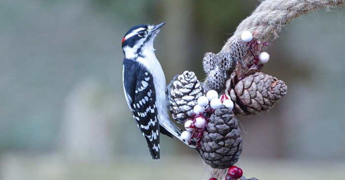 How to Attract Downy Woodpeckers to Your Feeder How to Attract Downy Woodpeckers to Your Feeder