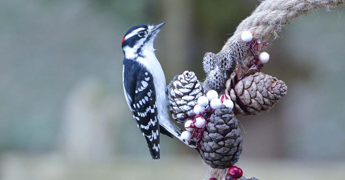How to Attract Downy Woodpeckers to Your Feeder