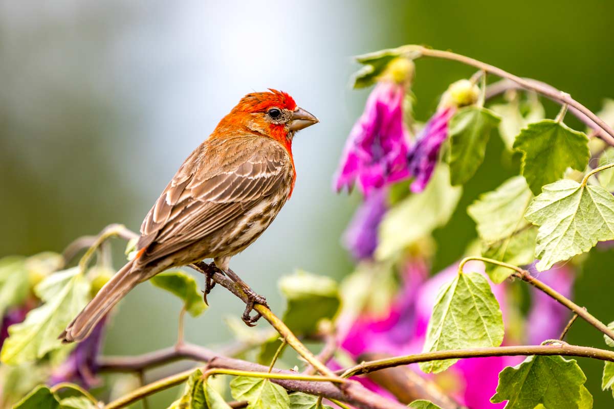 A male house finch shows his colorful plumage.