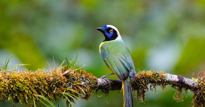 Green Jay perched on a tree.