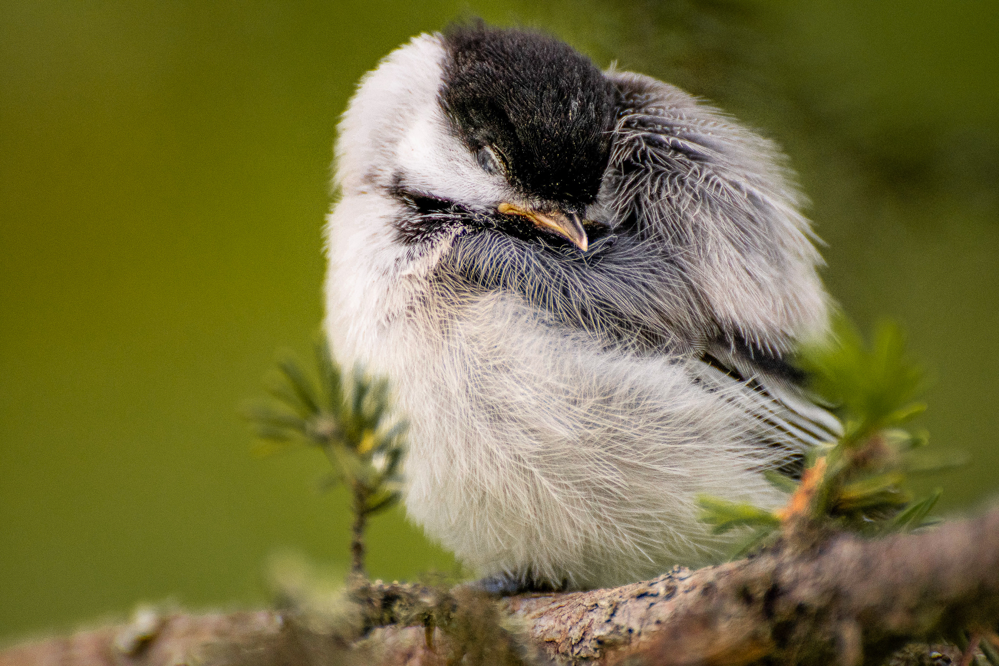 A small chickadee sleeping in the early morning.