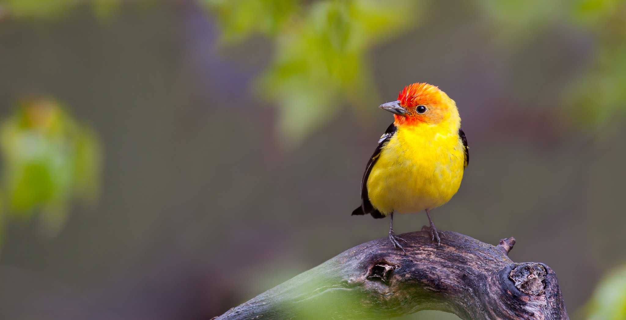 A vibrant male Western Tanager relaxes in the spring rain.
