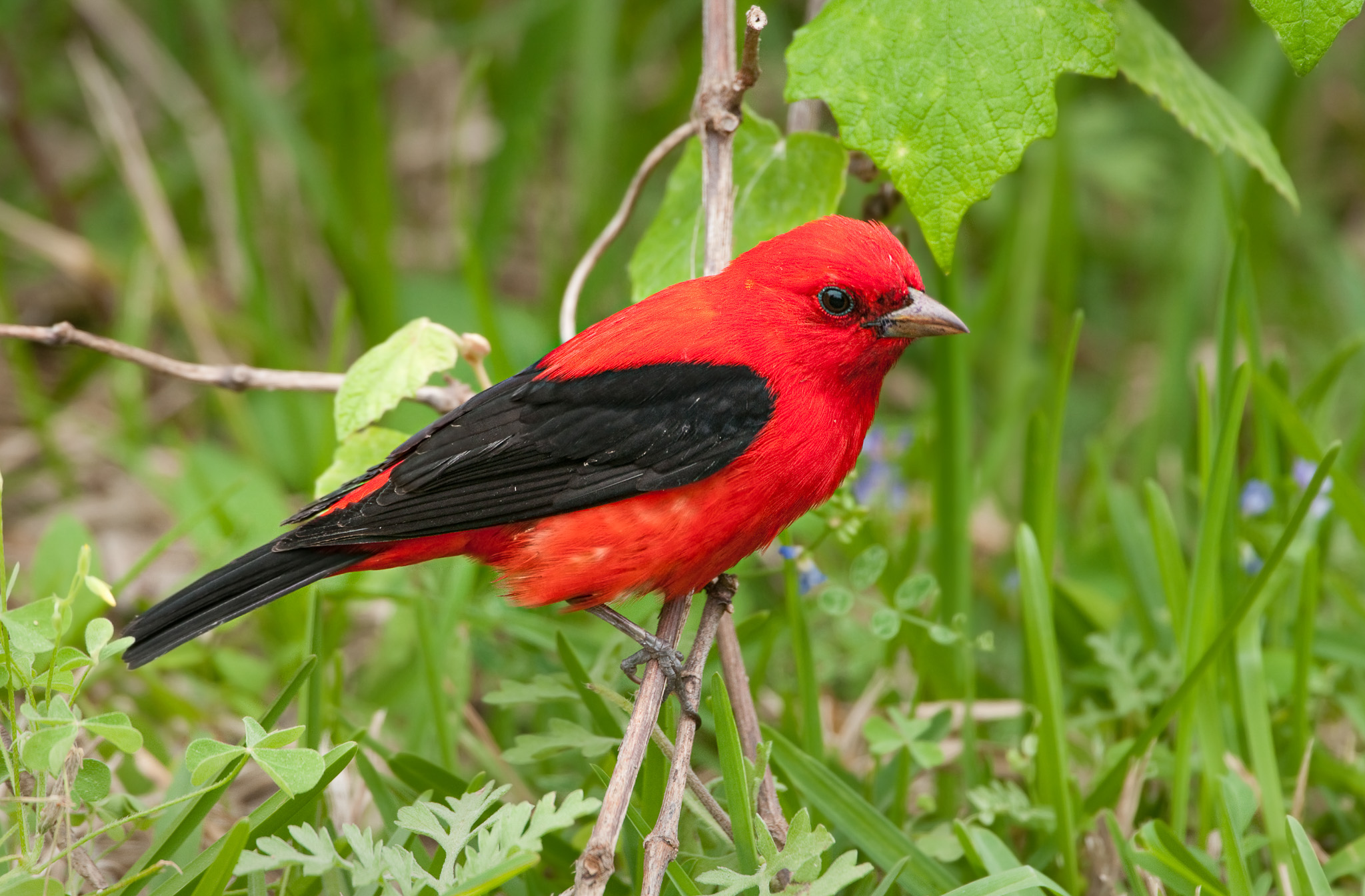 BirdImages / E+ / via Getty Images