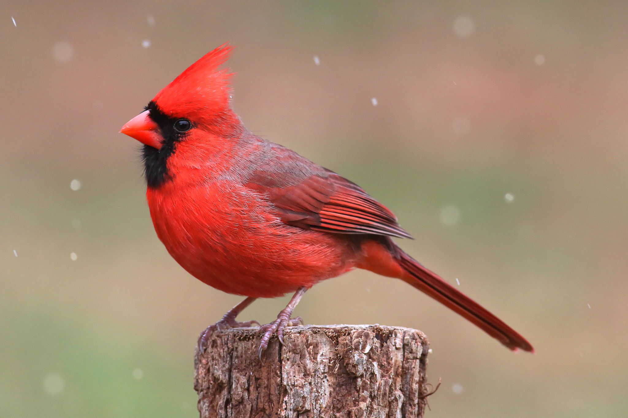 Male Northern Cardinal in a snowy scene