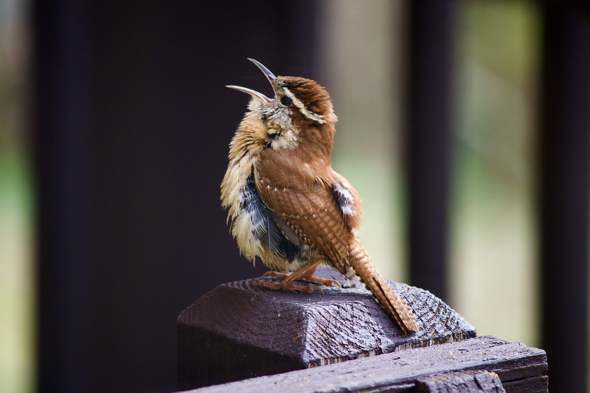 Sarah Heinits / iStock / via Getty Images