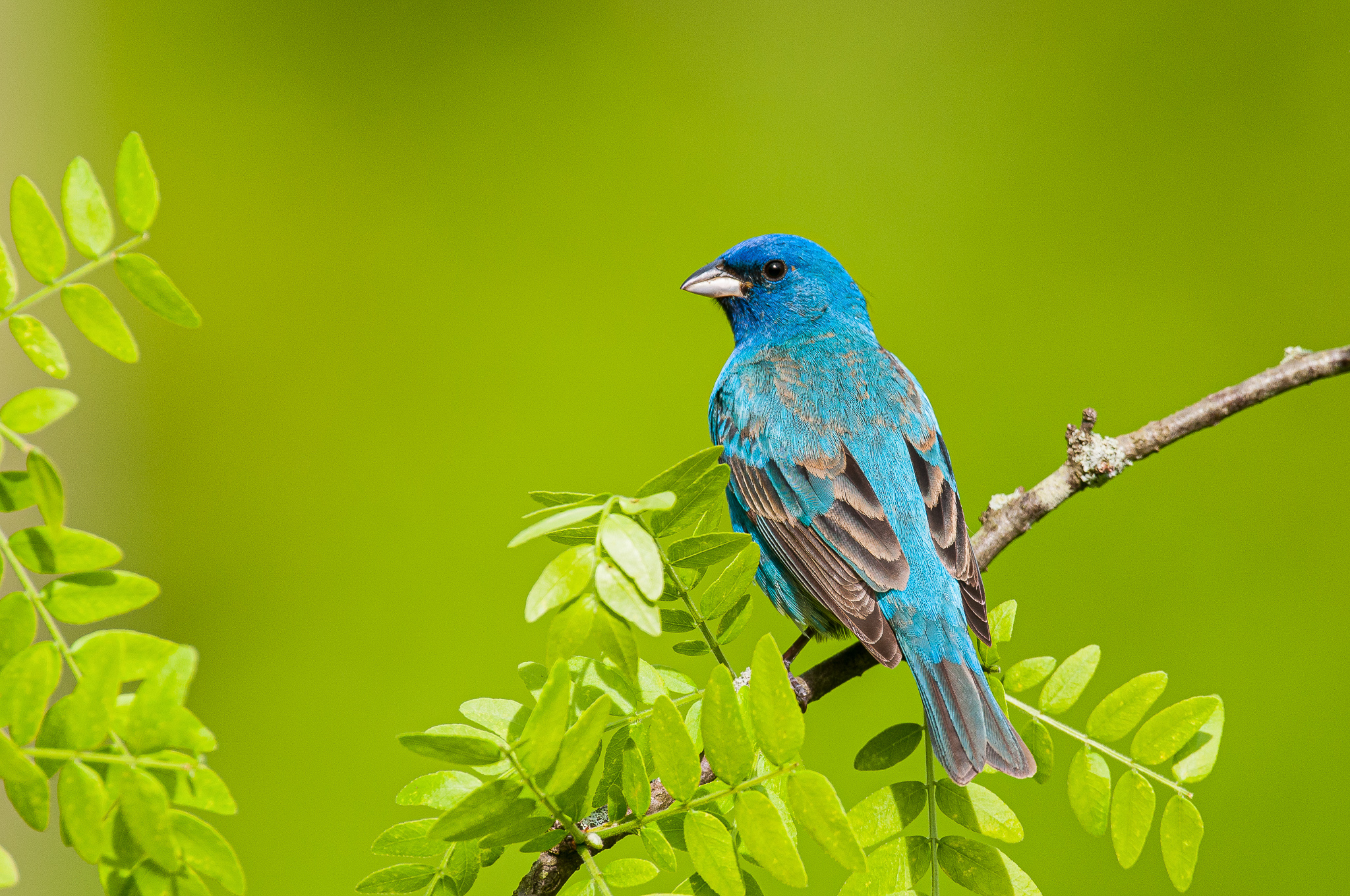 Indigo Buntings have striking blue feathers that blend with the sky ...