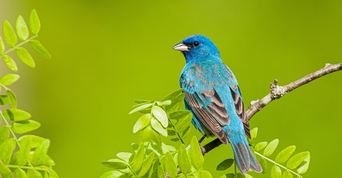 Indigo Bunting perched on a branch.