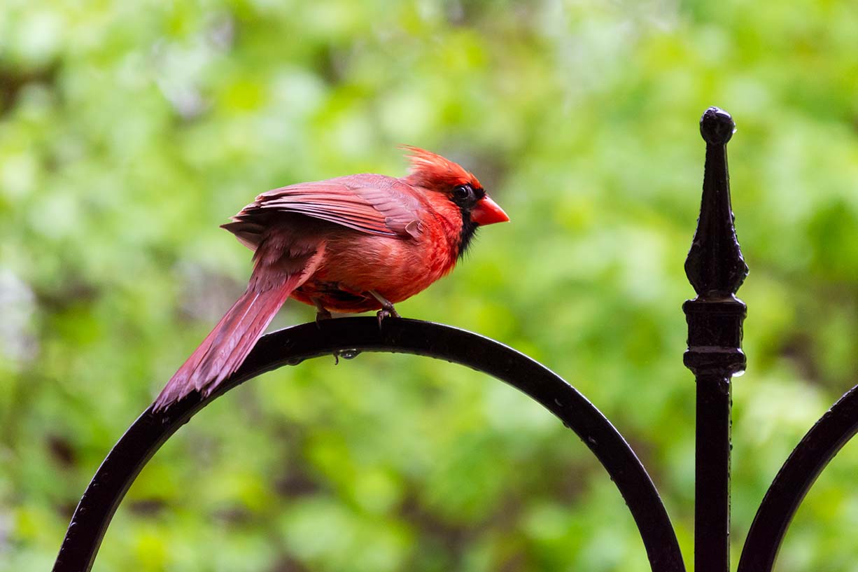 Cardinal