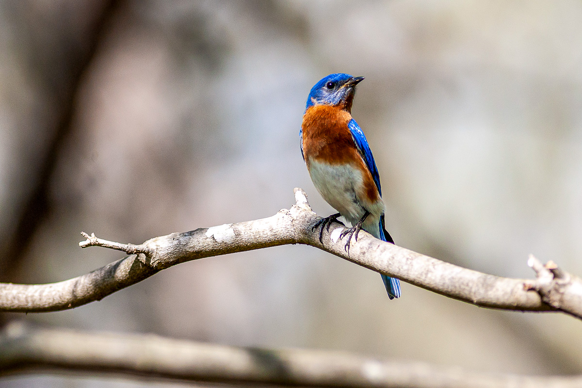 Eastern Bluebird