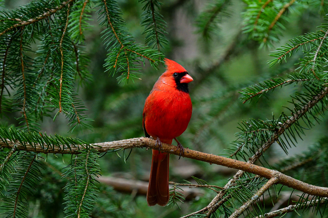 Northern Cardinal perched on a Spruce Tree
