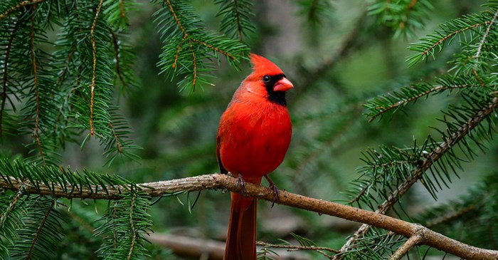 Northern Cardinal perched on a Spruce Tree