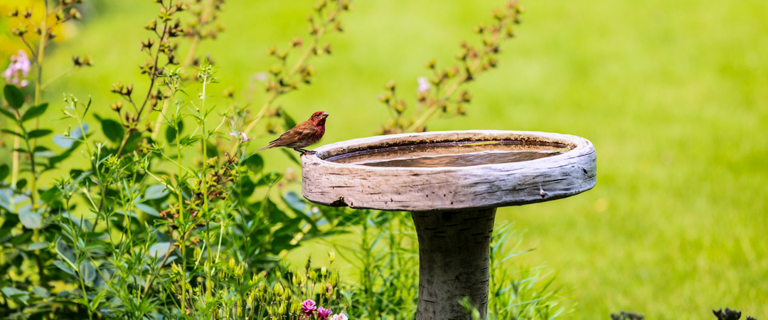 Finch at the bird bath