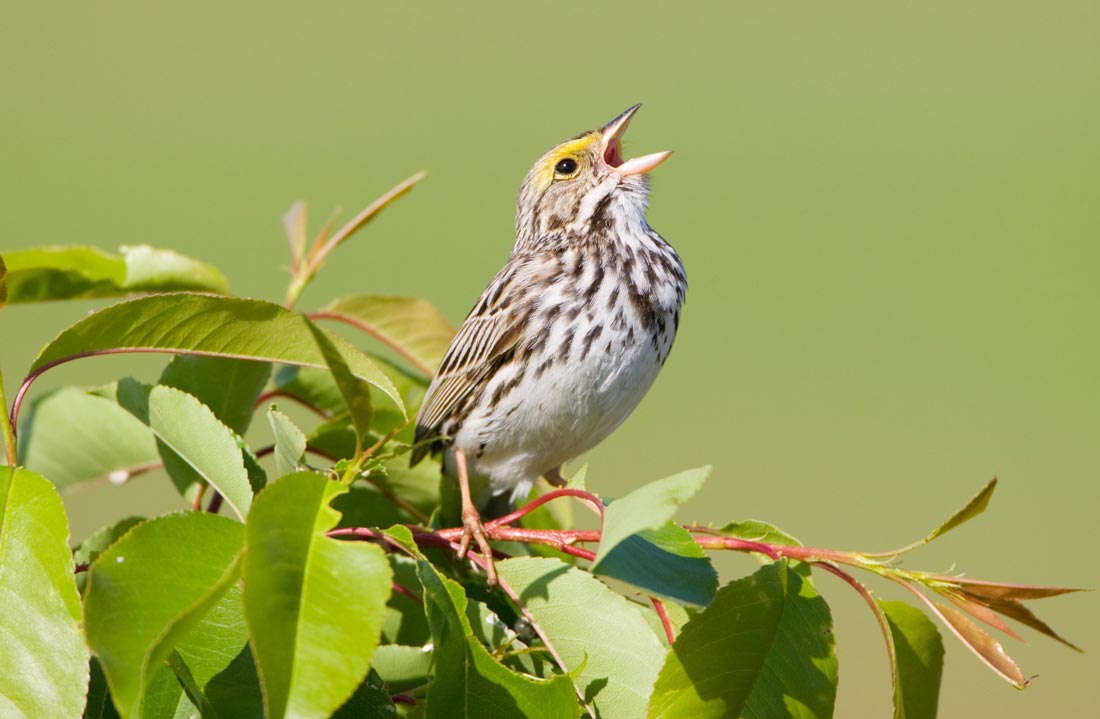 Why Do Birds Sing So Early in the Morning? - Wild Birds Unlimited