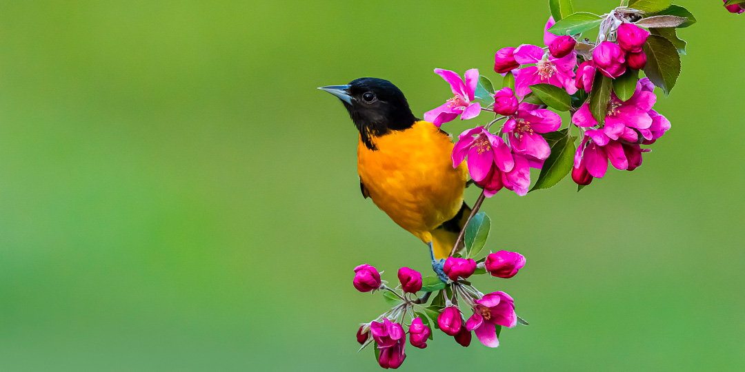 Baltimore Oriole perching