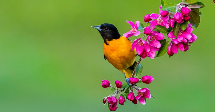 Baltimore Oriole perching