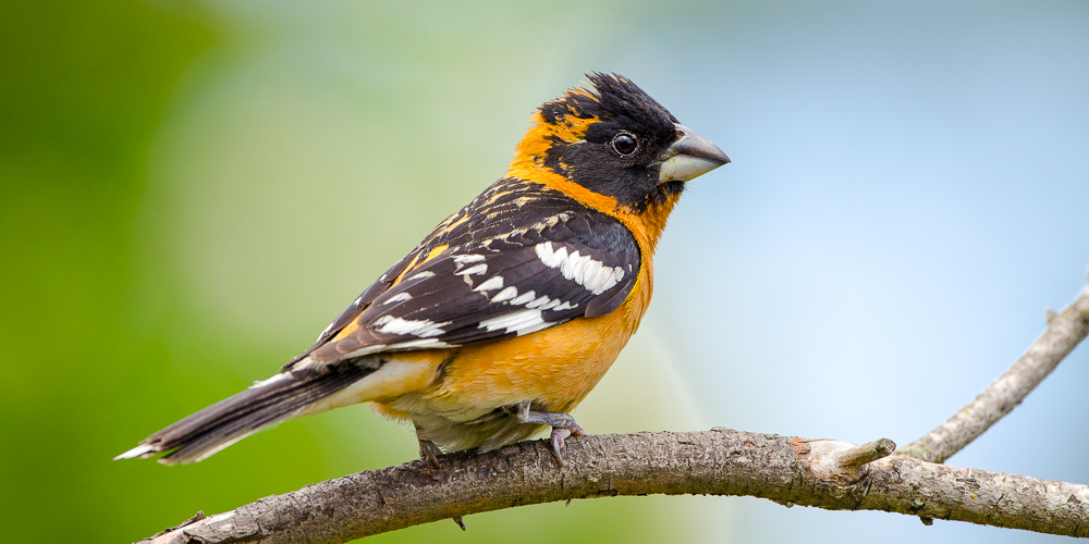 Black-headed Grosbeak