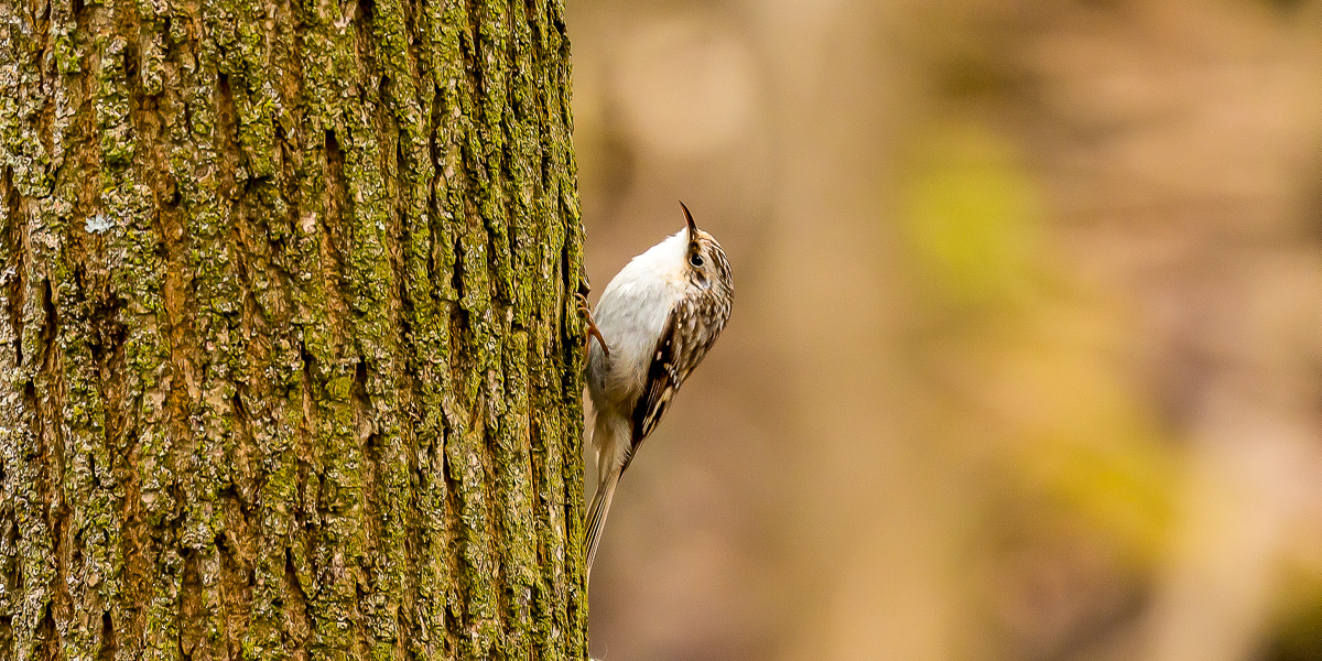 BrownCreeper