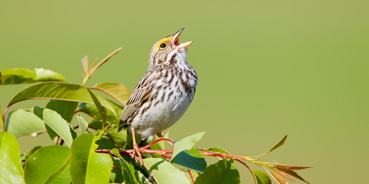 SavannahSparrow