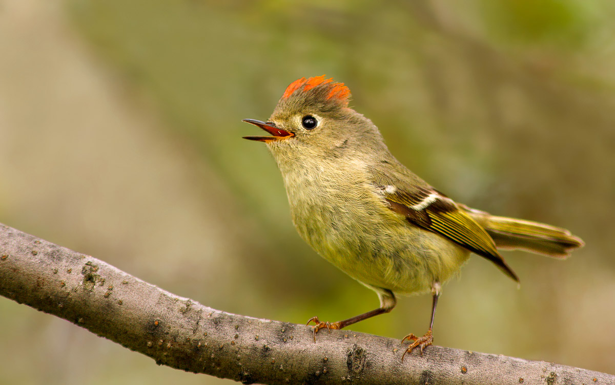 Ruby-crowned Kinglet