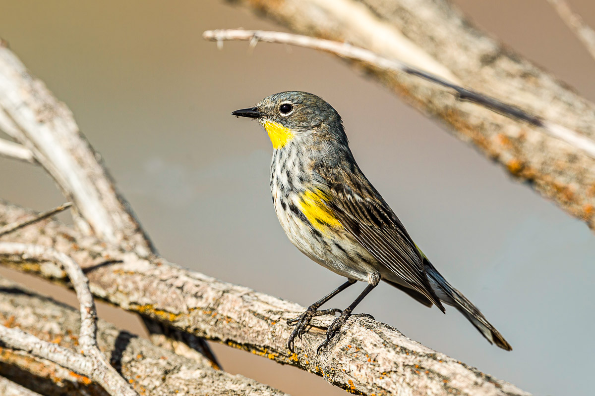 Yellow-rumped Warbler