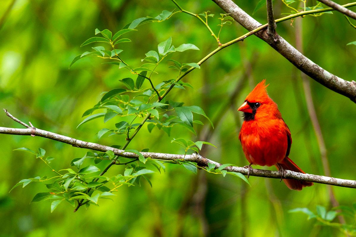 Northern Cardinal