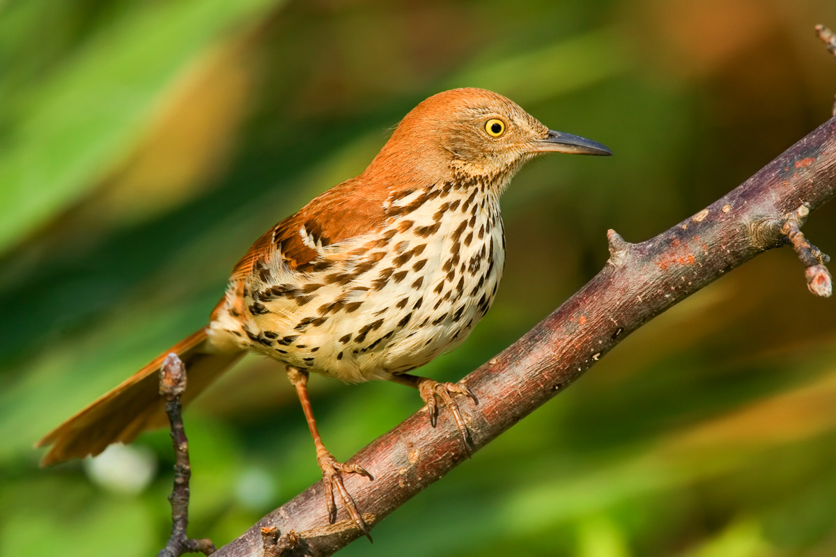 Brown Thrasher