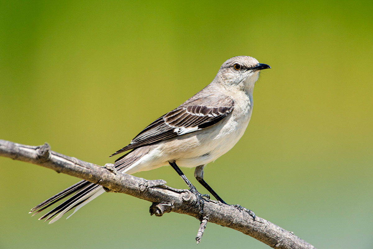 Northern Mockingbird