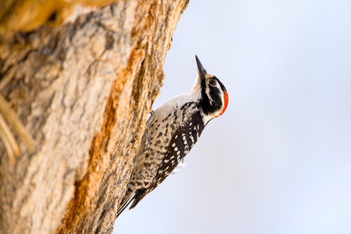 Learn About Nuttall’s Woodpecker Lyric Wild Bird Food