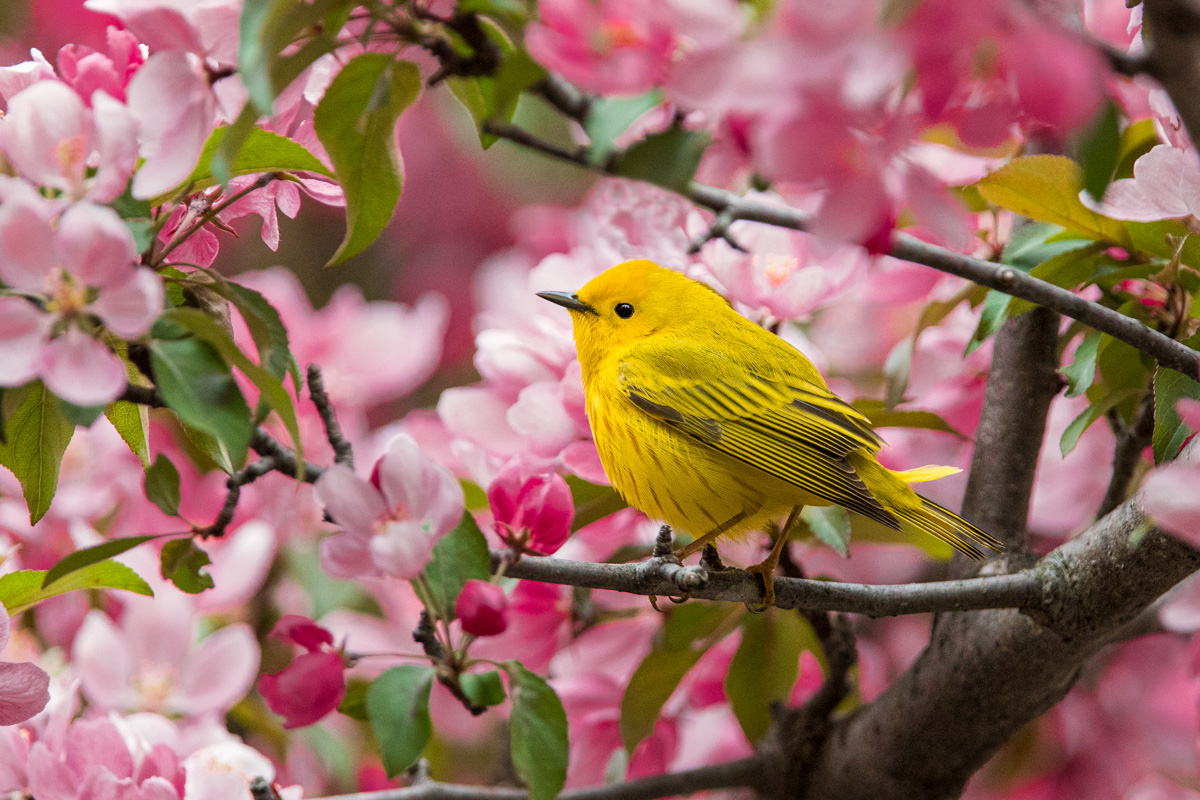 Yellow Warbler
