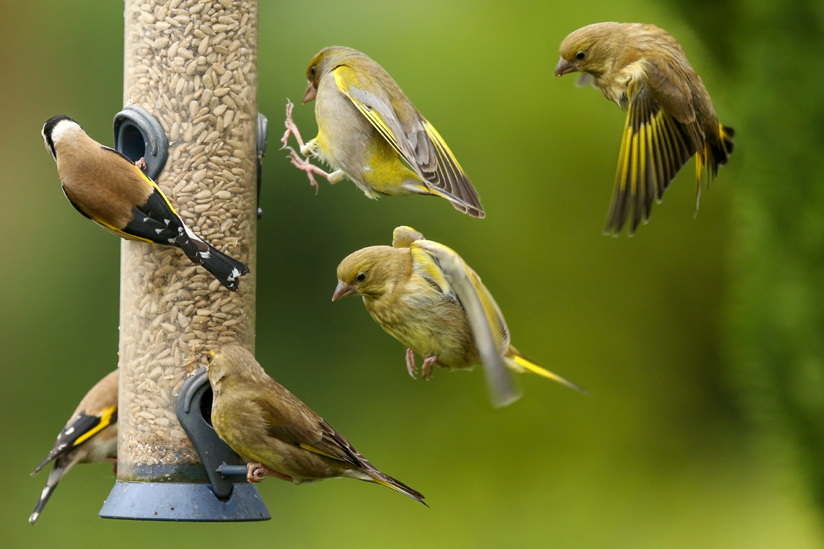 5 Tips to Attract More Birds to Your Feeder Lyric Wild Bird Food