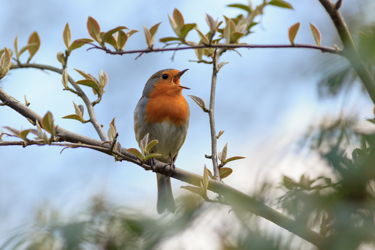 5 Reasons Birds Sing Less in Late Summer Lyric Wild Bird Food