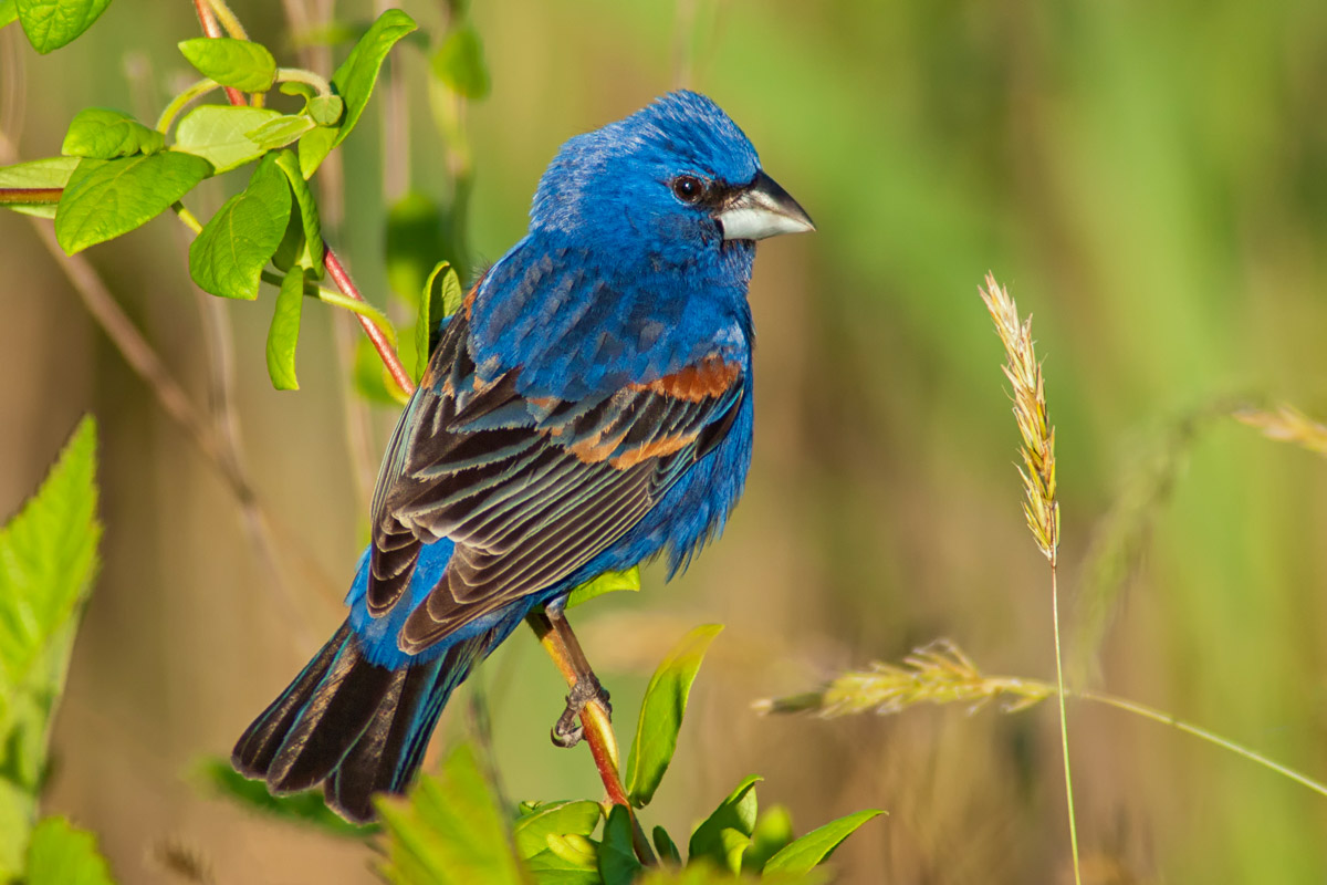 Blue Grosbeak perched on a branch.