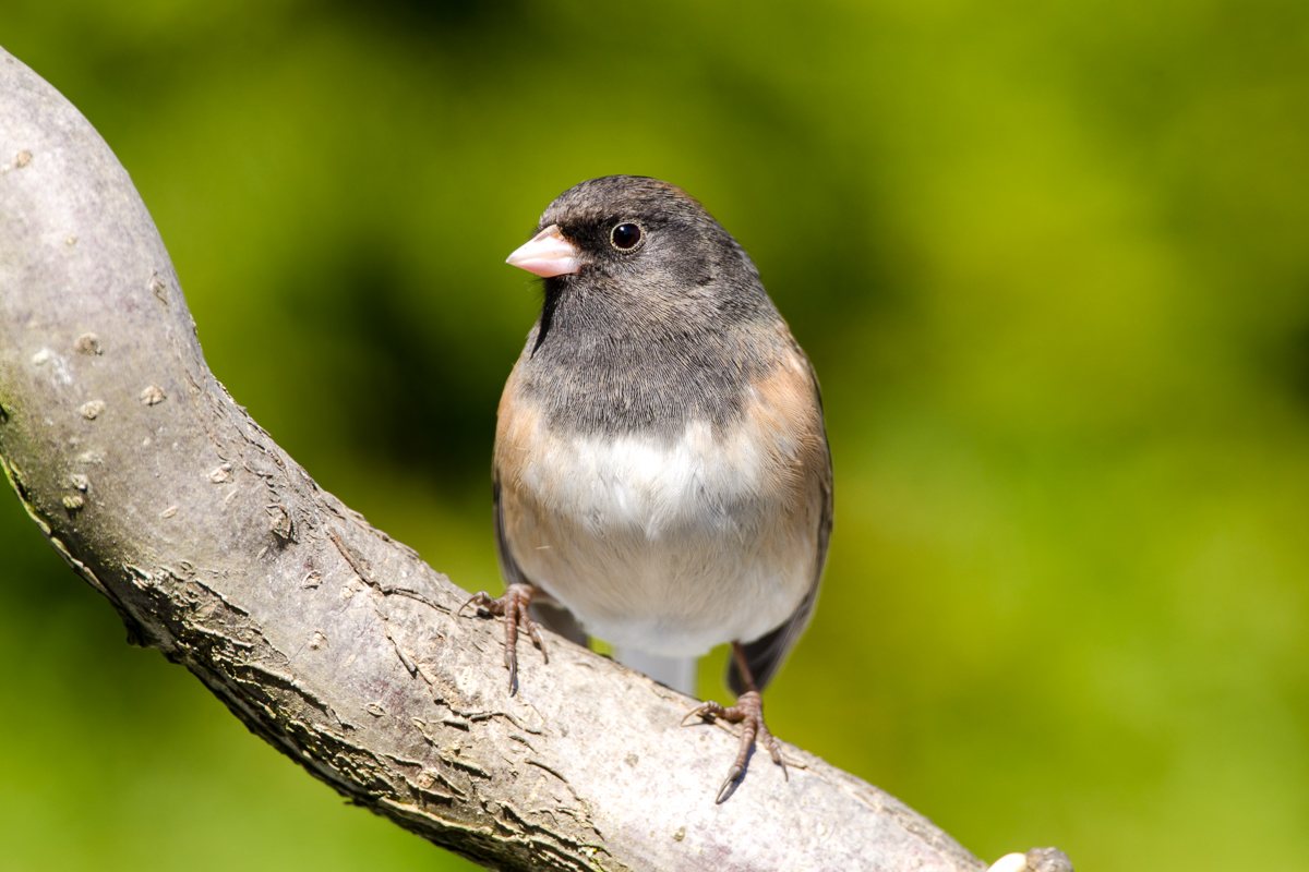 Dark-Eyed Junco
