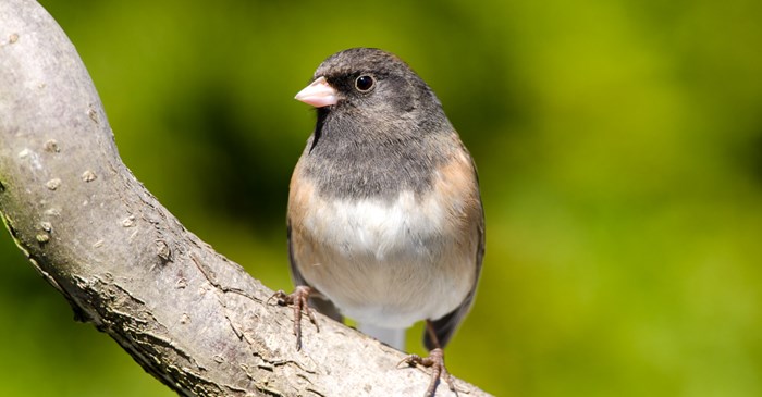 Dark-Eyed Junco