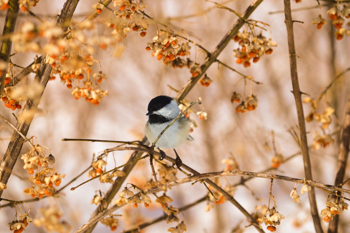 Chickadee on a branch in the fall