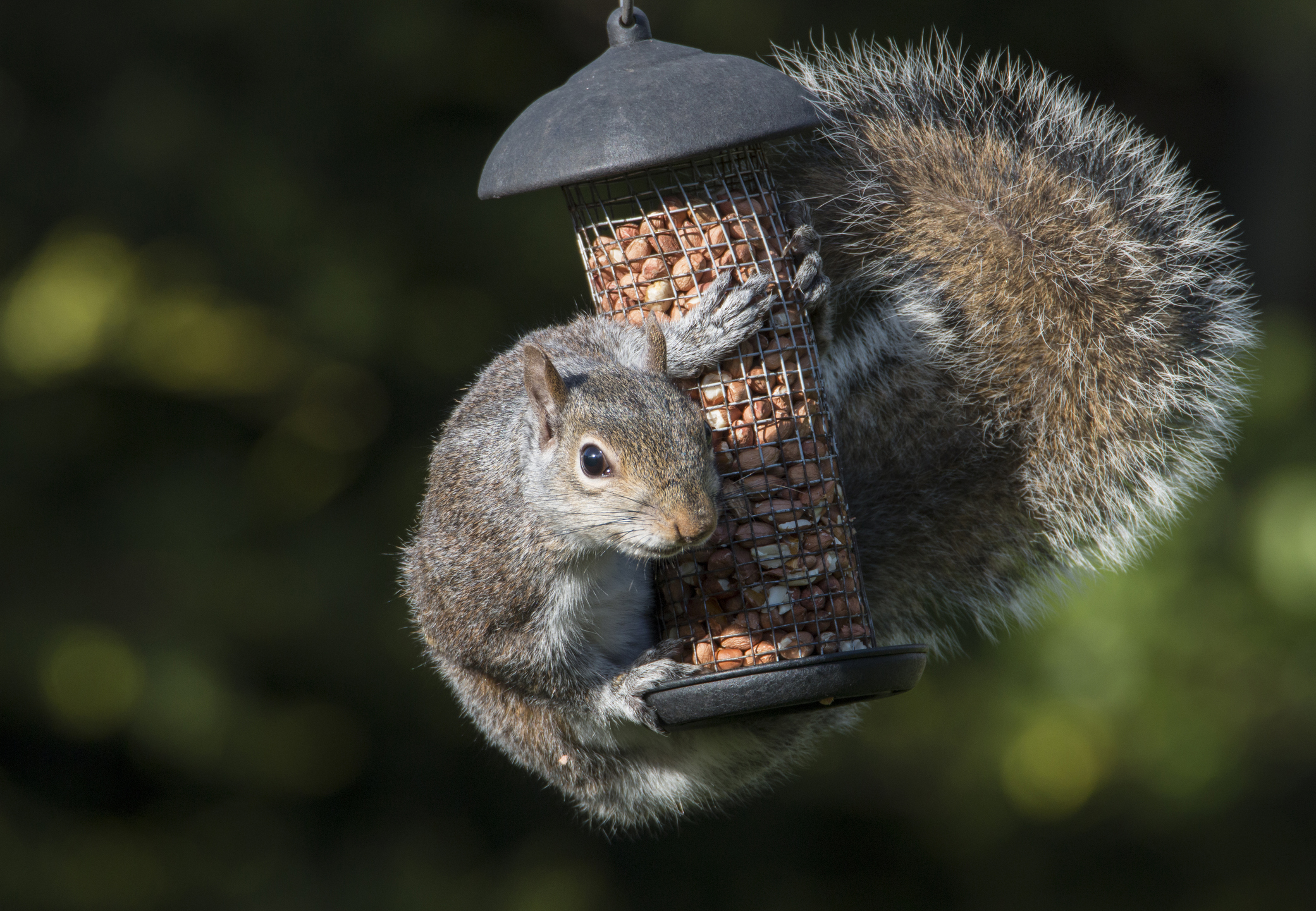 Grey squirrel on bird feeder