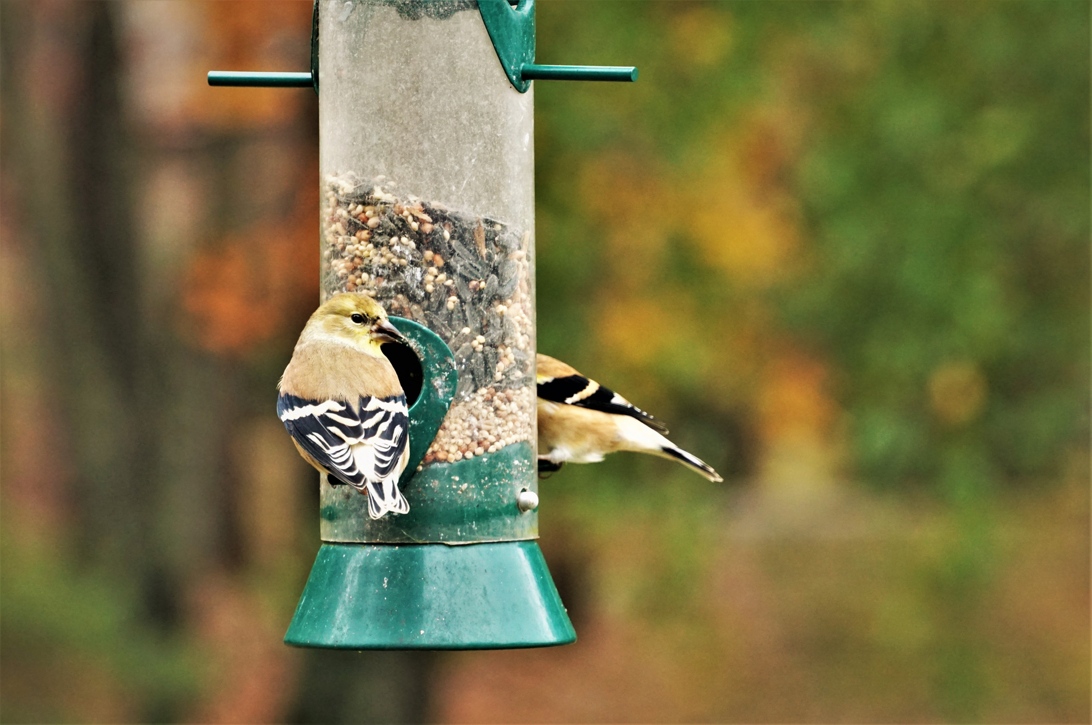 American Goldfinches