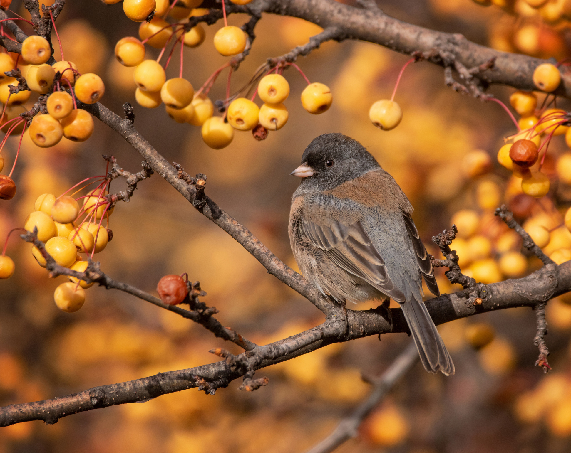 Dark Eyed Junco in fall