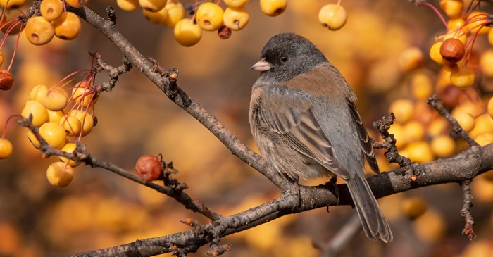 Dark Eyed Junco in fall