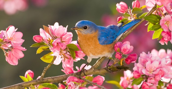 Spring Pcs Bluebird Spring Cleaning Birding Checklist | Lyric Wild Bird Food