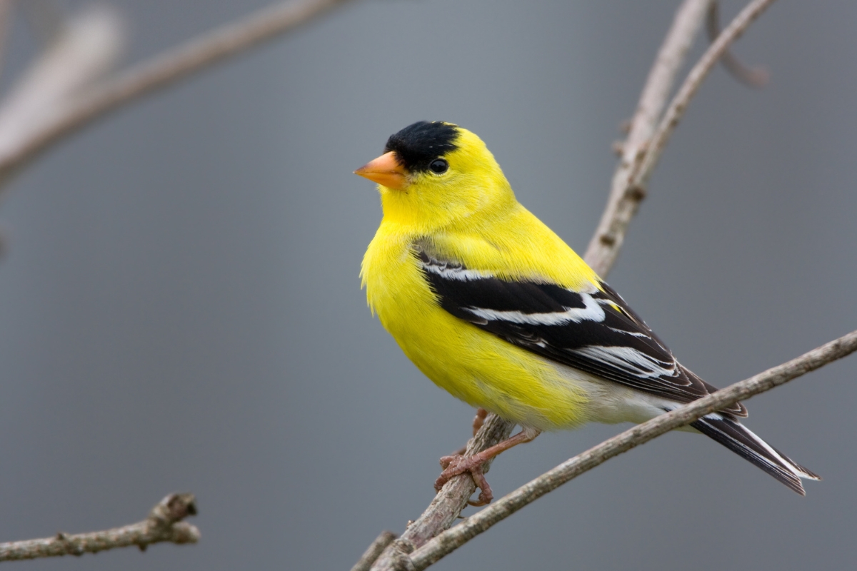 Male American Goldfinch Perched on a Branch