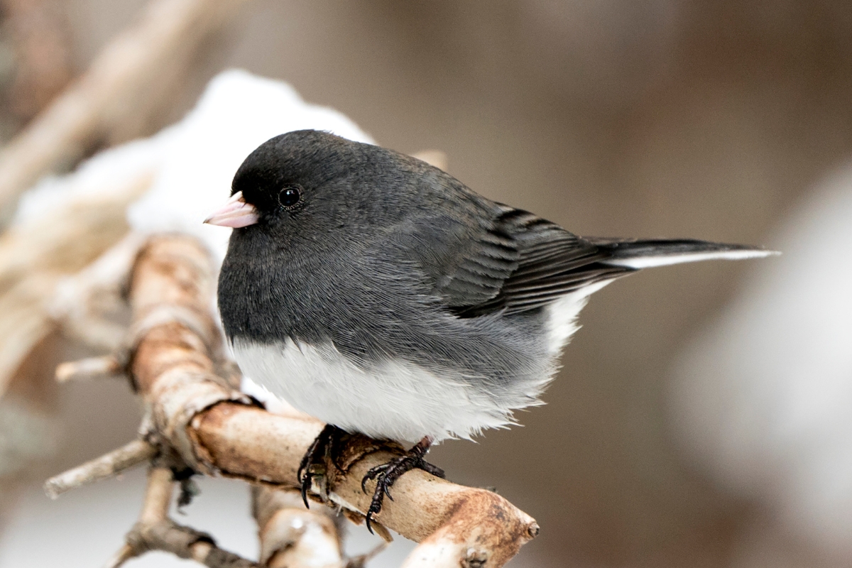 Female Dark-eyed Junco Perched on a Tree Branch