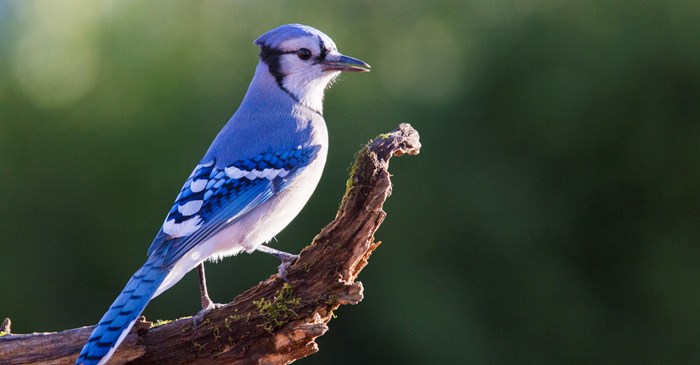 Blue Jays Are a Bird Watchers' Favorite