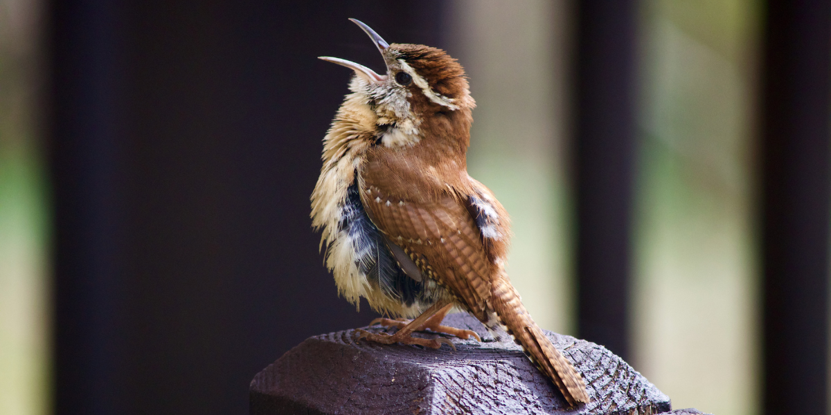 Wren singing while on a fence post