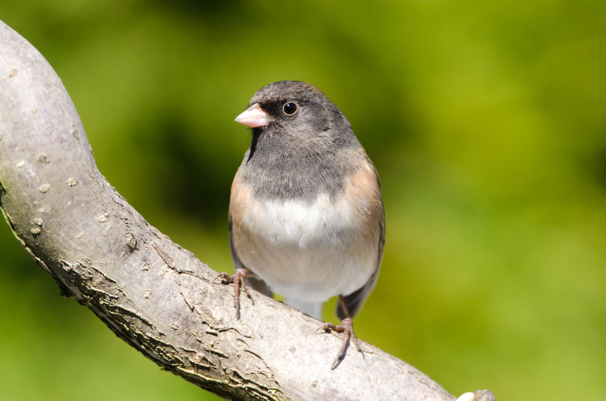 Dark-eyed Junco on Branch with Green Background